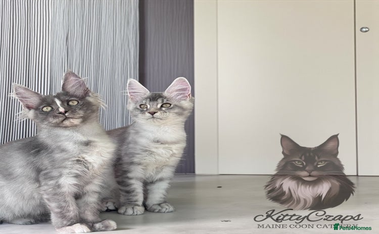 Maine Coon cats - Advert 11