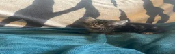 Mixed Breed cats for sale: Kittens looking for their forever homes  - Advert 8