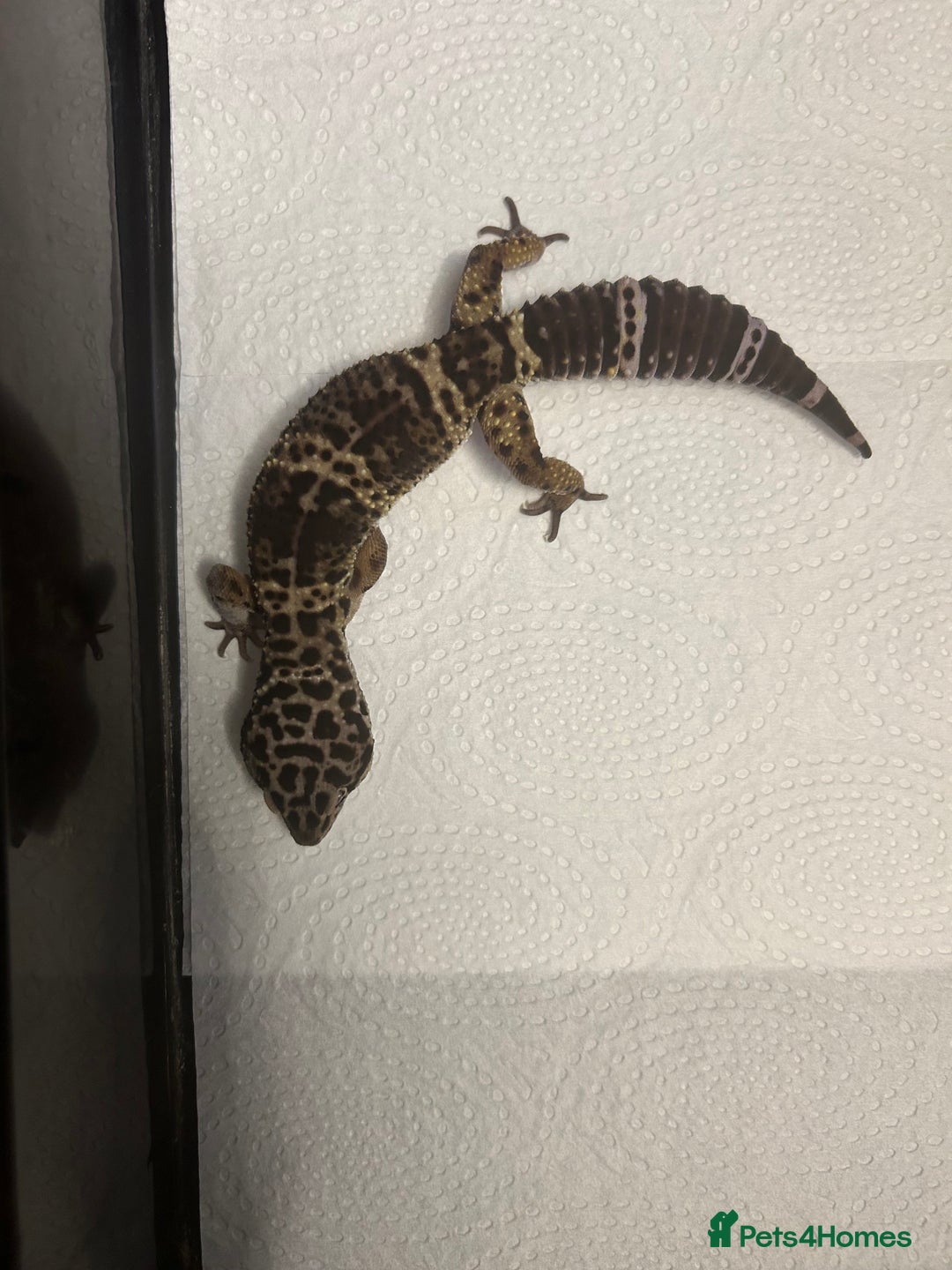 Leopard Gecko reptiles for sale: 3 x pure black night leopard geckos - Advert 20