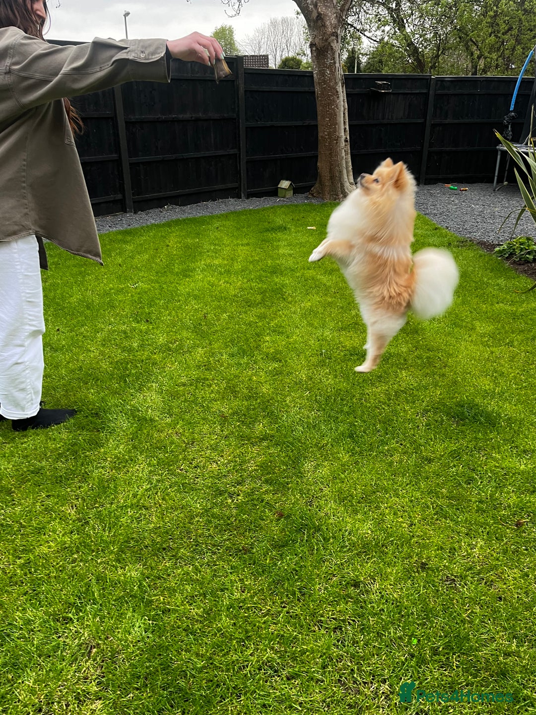 Pomeranian dogs for stud: Cream Pomeranian for stud  - Advert 3