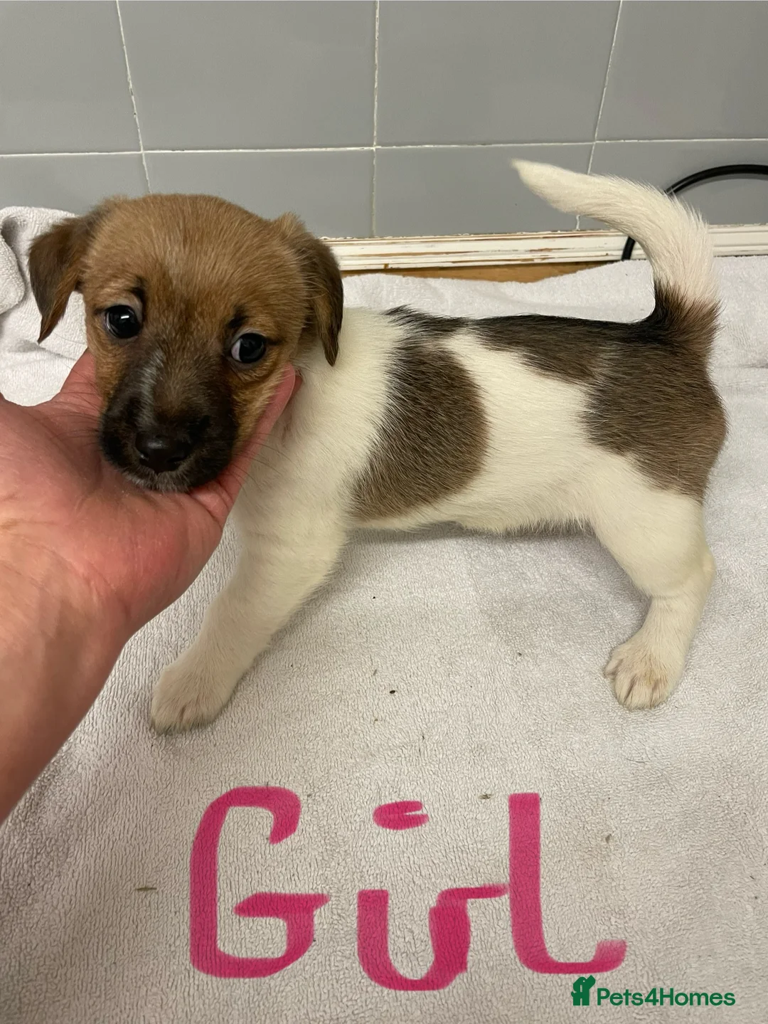 Jack Russell dogs for sale: Beautiful Jack Russell puppies  - Advert 14