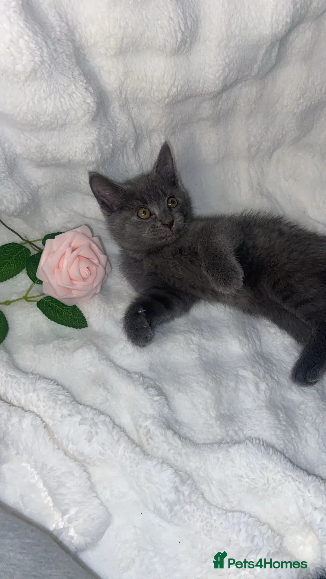 British Shorthair cats for sale: British shorthair x sypnx kitten  - Advert 4