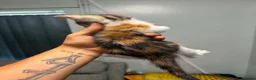 Mixed Breed cats for sale: Kittens  - Advert 15