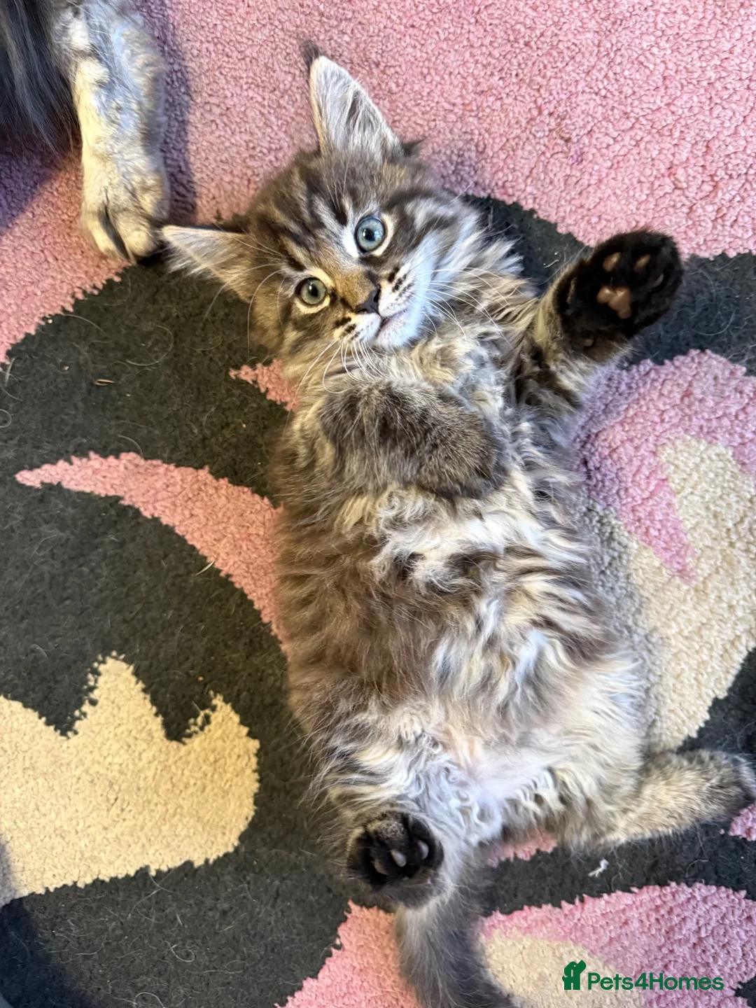 Maine Coon cats for sale: Maine Coon kitten  - Advert 2