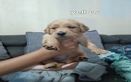 Golden Retriever dogs for sale: Amazing Golden Retrievers for sale  - Image 19