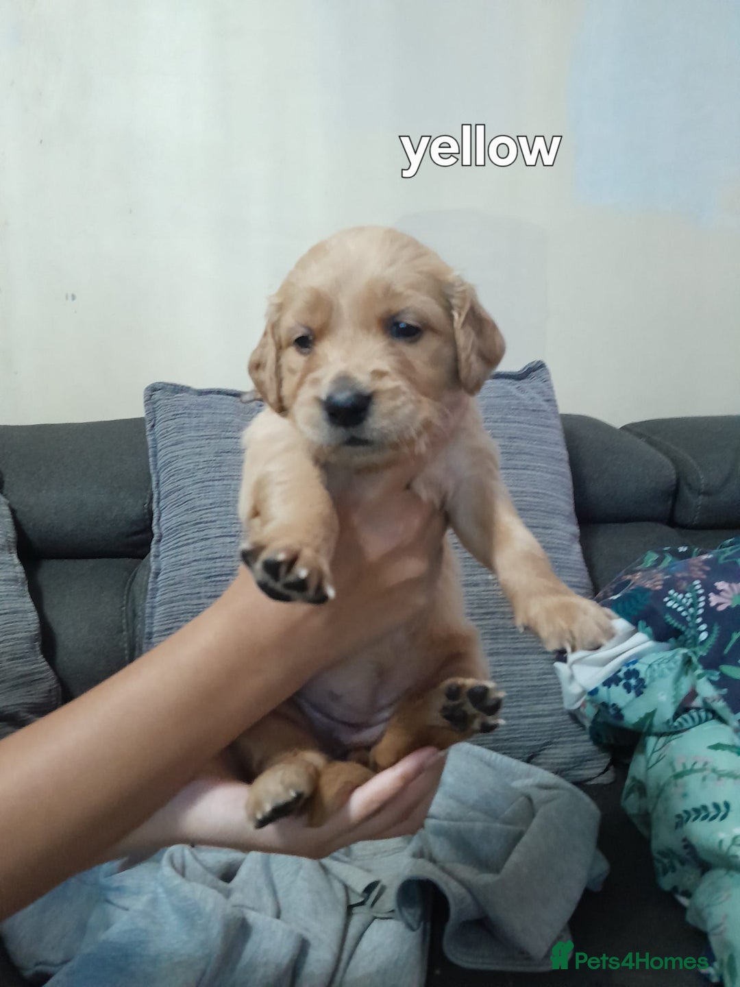 Golden Retriever dogs for sale: Amazing Golden Retrievers for sale  - Image 19