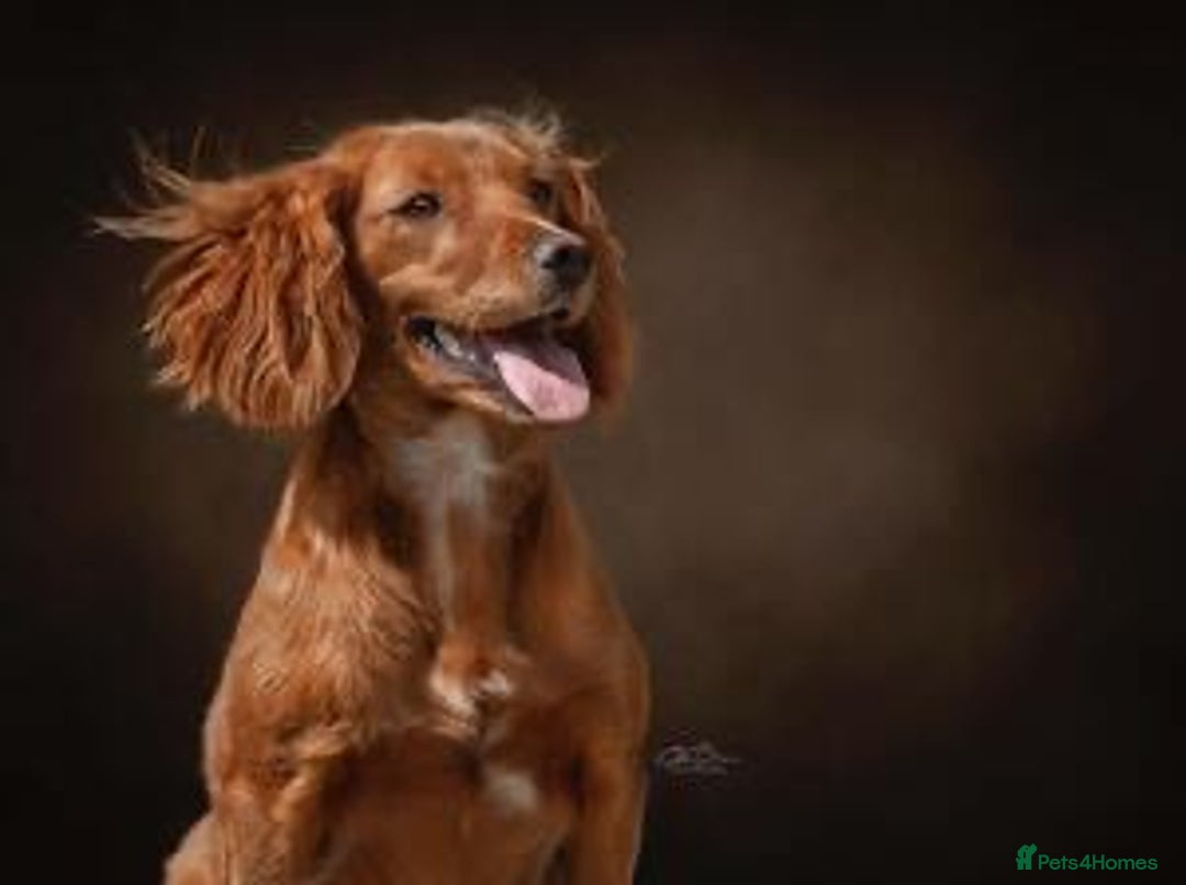 Cocker Spaniel dogs for sale: Golden / Red Working Cocker Puppy Kennel Club reg - Image 7
