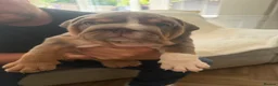 English Bulldog dogs for sale: !! Ready to leave Friday English Bulldog puppy’s ! - Advert 21