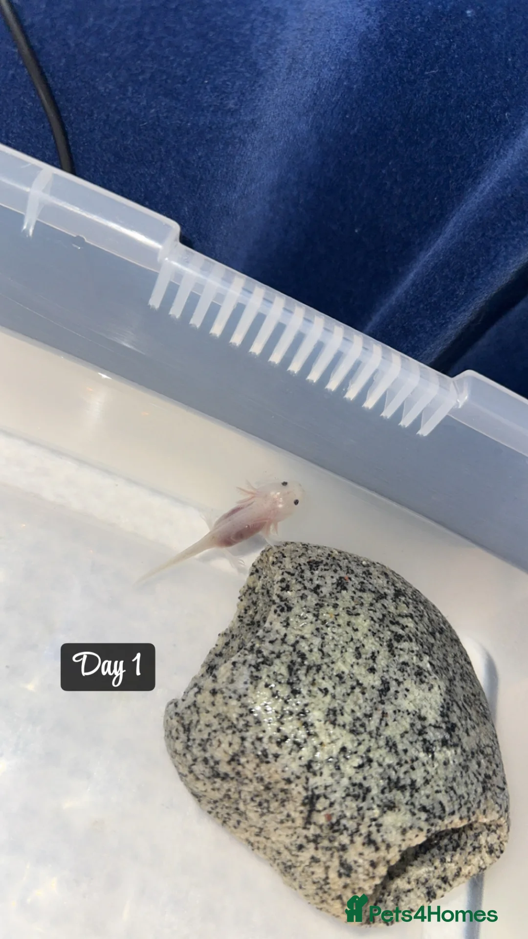 Axolotl reptiles for sale: 11 month old female dirty Lucy Axolotl  in Crewe - Advert 2