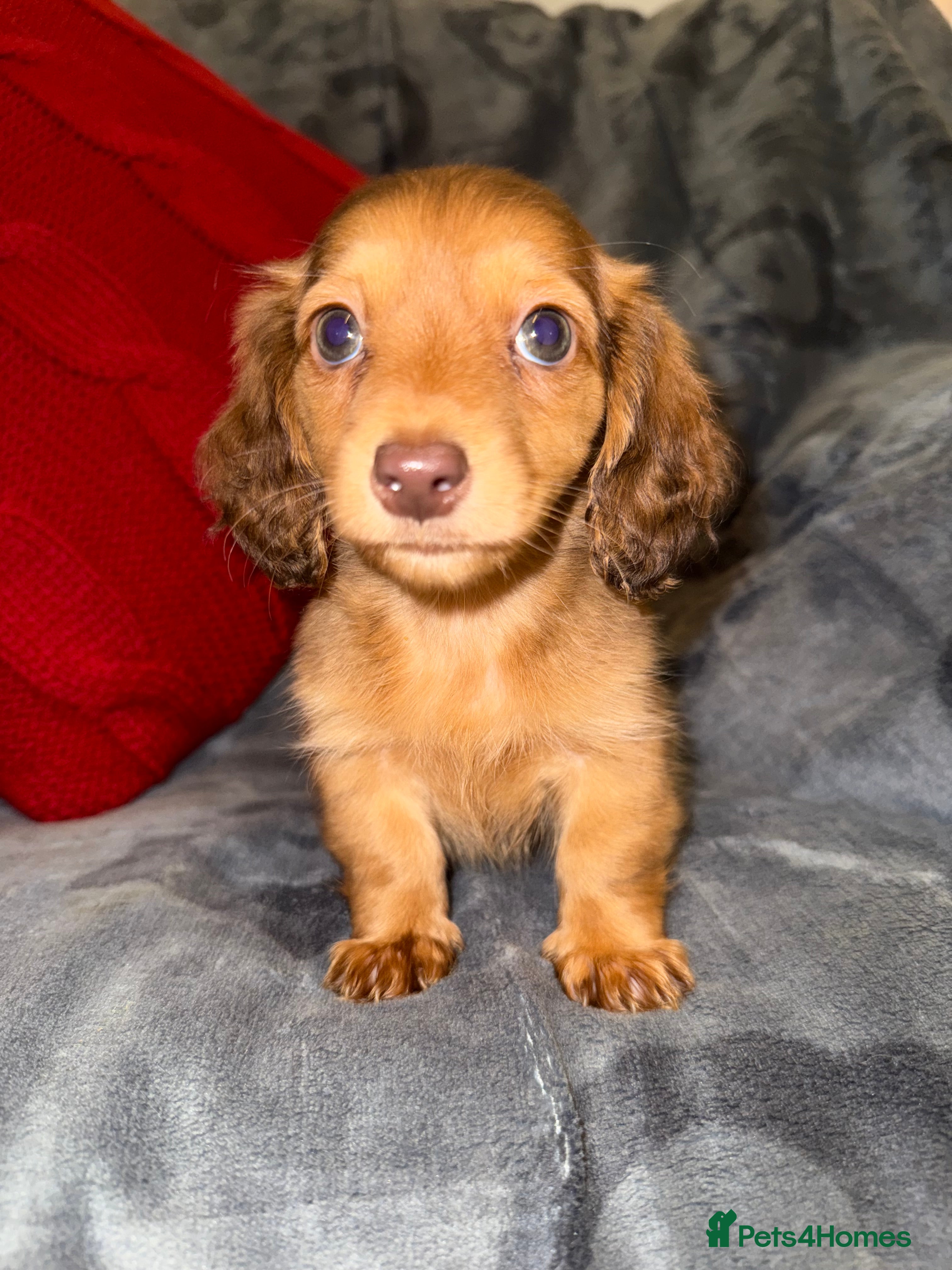 Miniature Dachshund dogs 💚🧡Stunning KC Longhaired Mini Dachshunds💚🧡 - Advert 6