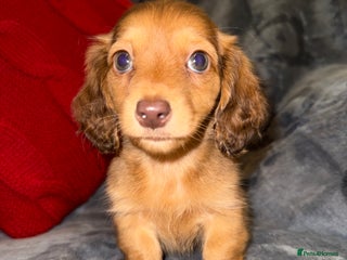 Miniature Dachshund dogs 💚🧡Stunning KC Longhaired Mini Dachshunds💚🧡 - Advert 15