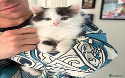 Mixed Breed cats for sale: Last 2 lovely kittens  - Image 1