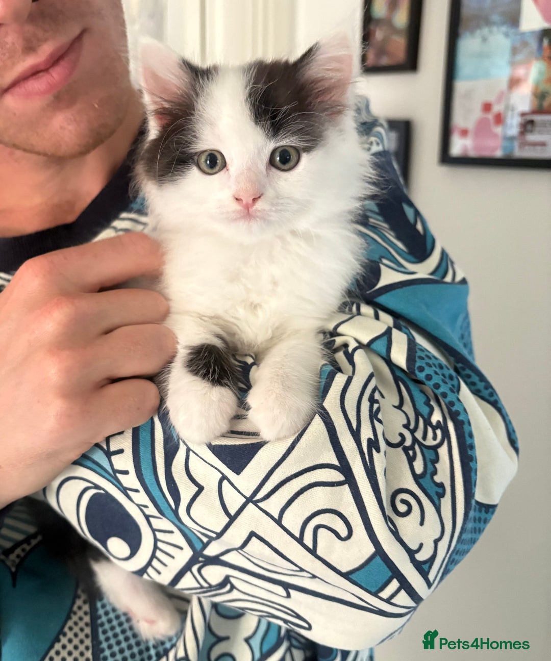 Mixed Breed cats for sale: Last 2 lovely kittens  - Image 1