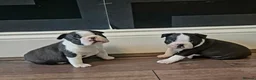 Boston Terrier dogs for sale: X2 Stunning Male Boston Terrier Puppies  in Newcastle upon Tyne - Advert 27