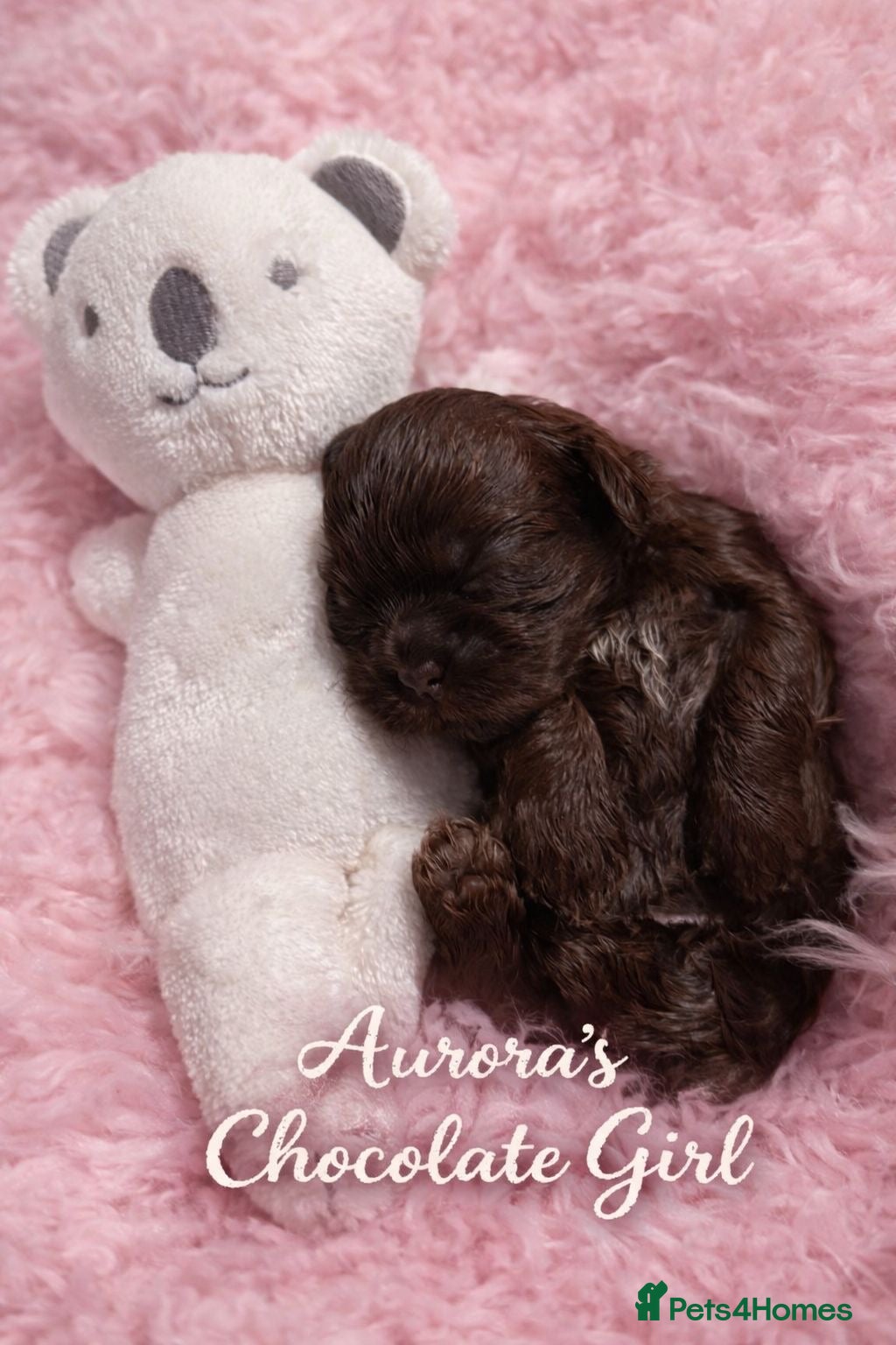 Shih Tzu dogs Exceptional KC Registered Health Tested - Advert 2