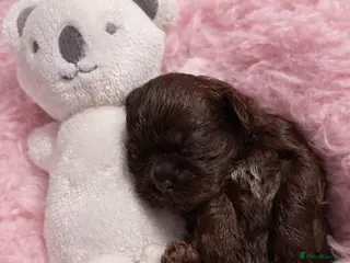 Shih Tzu dogs Exceptional KC Registered Health Tested - Advert 2