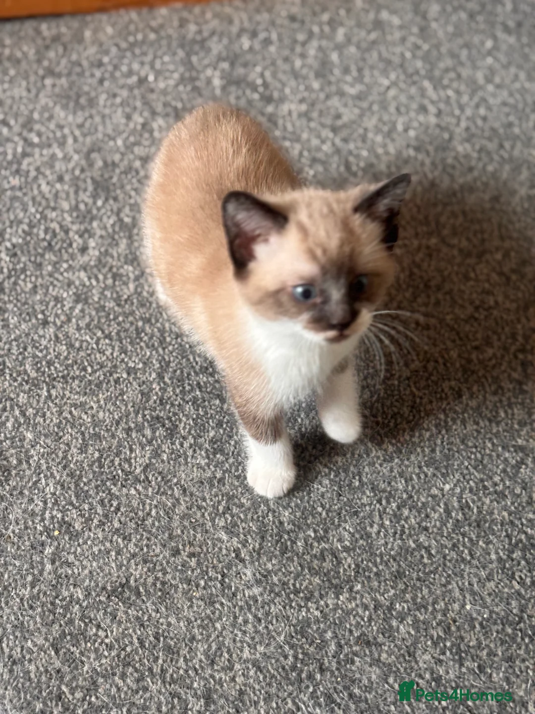 Mixed Breed cats for sale: Female kittens  - Advert 2