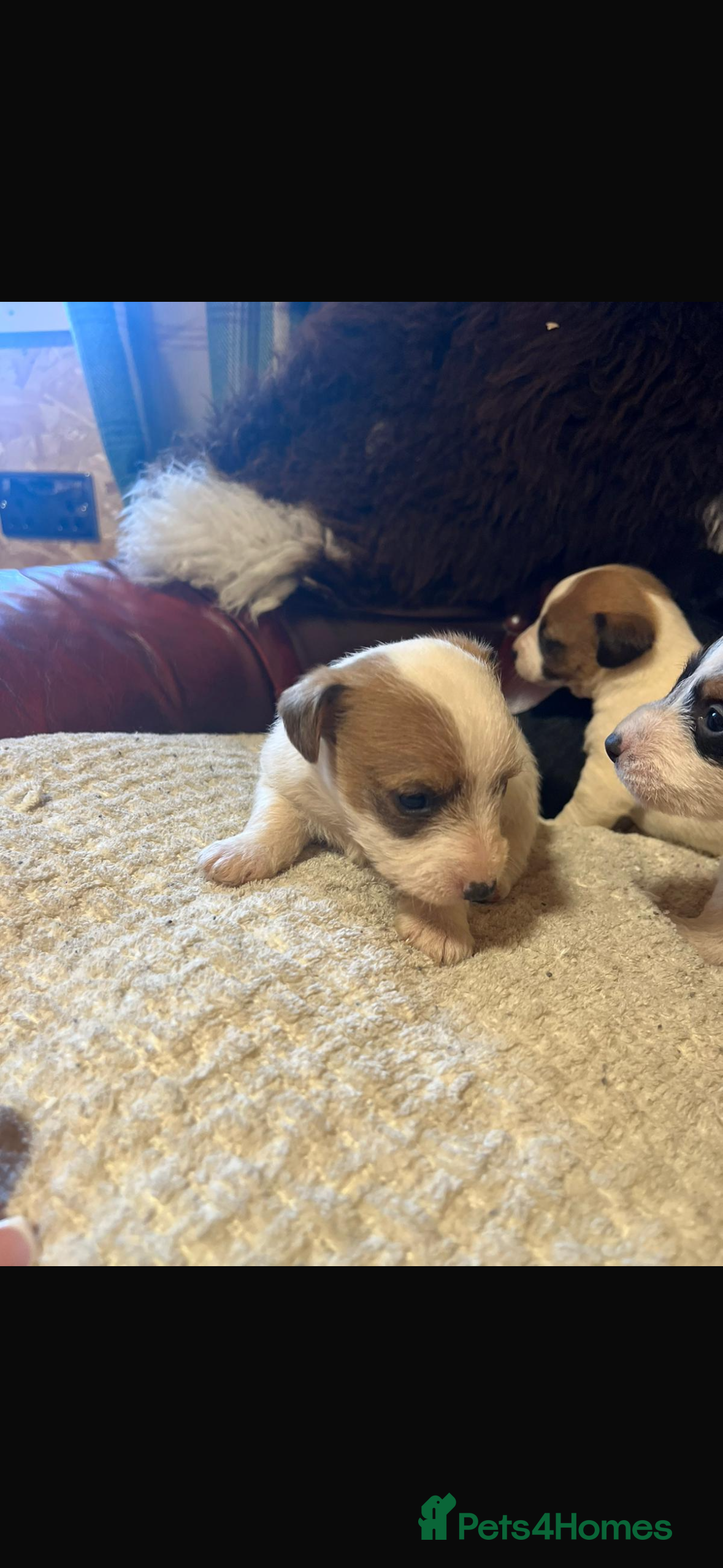 Mixed Breed dogs Jack Russell cross Yorkshire terrier - Advert 2