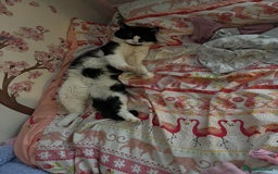 Domestic Shorthair cats for sale: Male cat - Image 2
