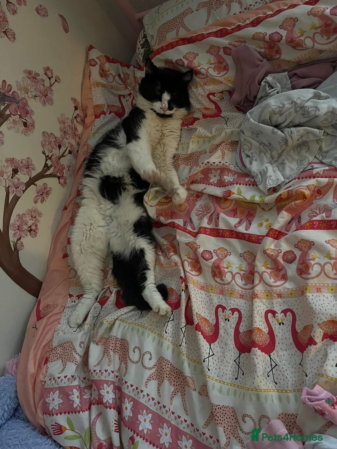 Domestic Shorthair cats for sale: Male cat - Image 2