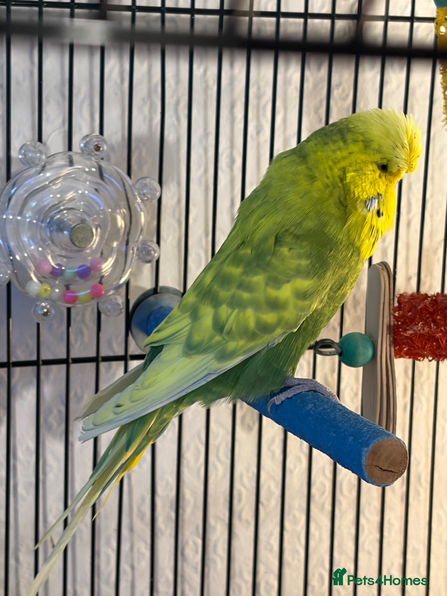 Budgerigars birds Lovely Male English Budgie for sale  - Advert 1