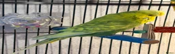 Budgerigars birds for sale: Lovely Male English Budgie for sale  - Advert 1