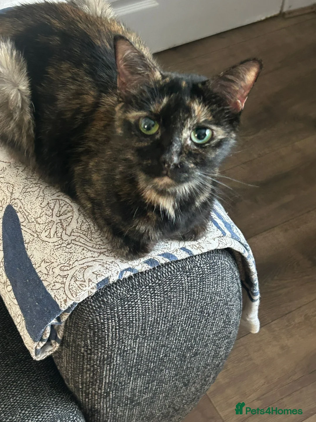 Mixed Breed cats for sale: Kittens for sale  - Advert 20