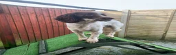 English Springer Spaniel dogs for sale: Pike, Springer Spaniel - Advert 11