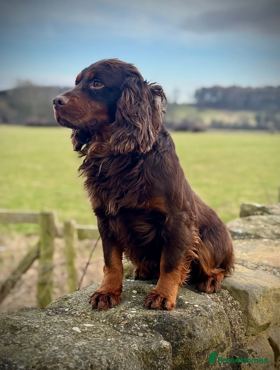 Cocker Spaniel dogs for stud: Small Health Tested KC liver and tan Cocker Stud in Harrogate - Advert 4