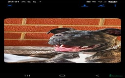 Staffordshire Bull Terrier dogs for sale: Staffy  - Image 2