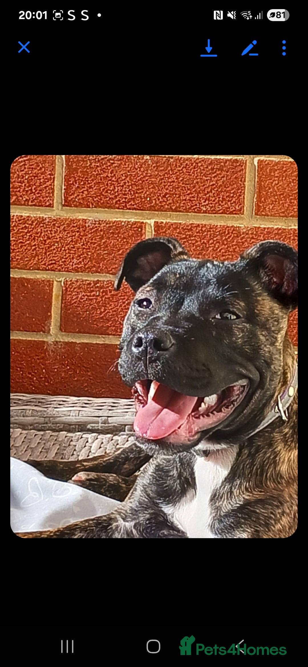 Staffordshire Bull Terrier dogs for sale: Staffy  - Image 2
