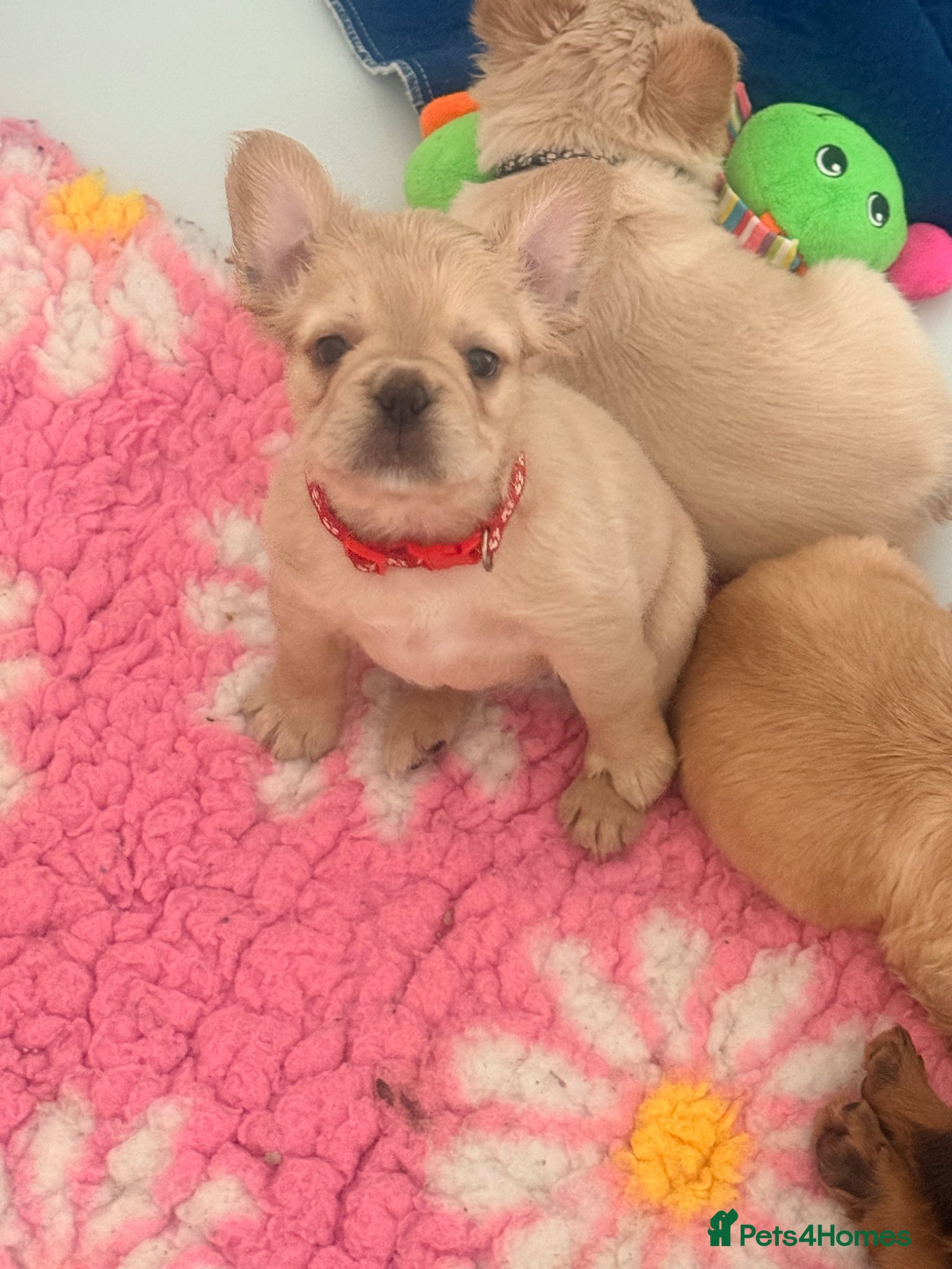 French Bulldog dogs for sale: Adorable Fluffy French Bulldogs READY NOW - Advert 1