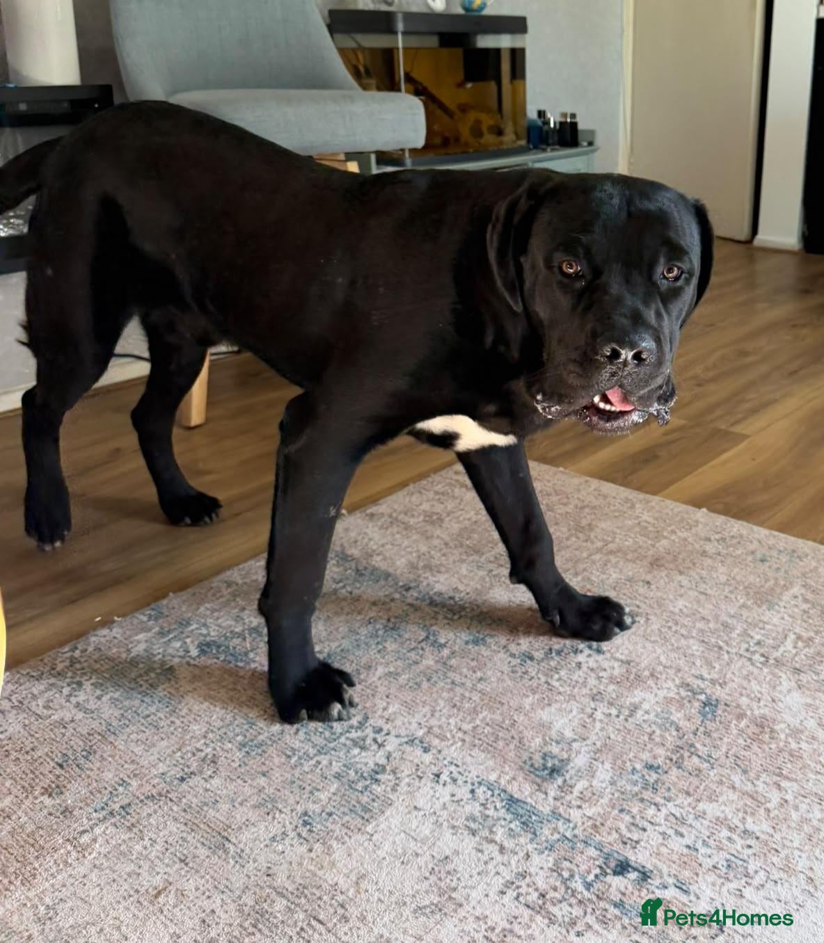 Cane Corso dogs for sale: Beautiful Black Cane Corso Male – 6 Months Old - Advert 1