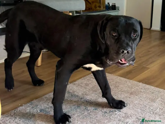 Cane Corso dogs for sale: Beautiful Black Cane Corso Male – 6 Months Old - Advert 1
