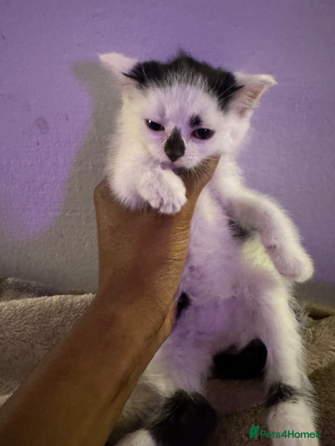 Mixed Breed cats for sale: Two Beautiful Black & White Girls - Jinx & Rue in Guildford - Advert 2