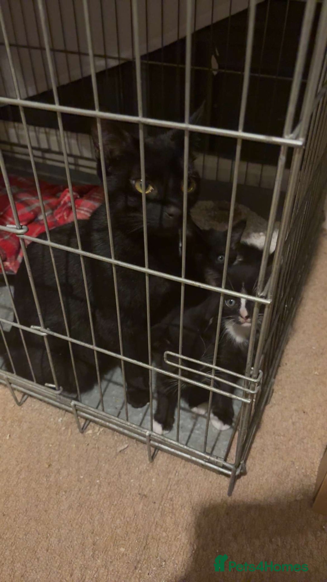 Mixed Breed cats for sale: Kittens - Image 3