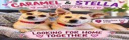 Mixed Breed dogs for adoption: ❤️STELLA & ❤️CARAMEL - ONE SPECIAL FRIENDSHIP in Folkestone - Advert 1