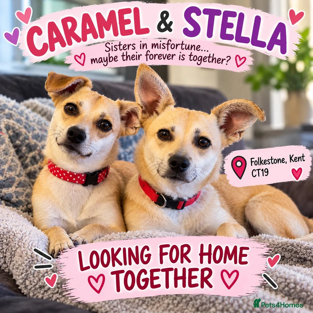 Mixed Breed dogs for adoption: ❤️STELLA & ❤️CARAMEL - ONE SPECIAL FRIENDSHIP in Folkestone - Advert 1