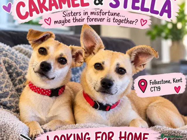 Mixed Breed dogs for adoption: ❤️STELLA & ❤️CARAMEL - ONE SPECIAL FRIENDSHIP - Advert 1