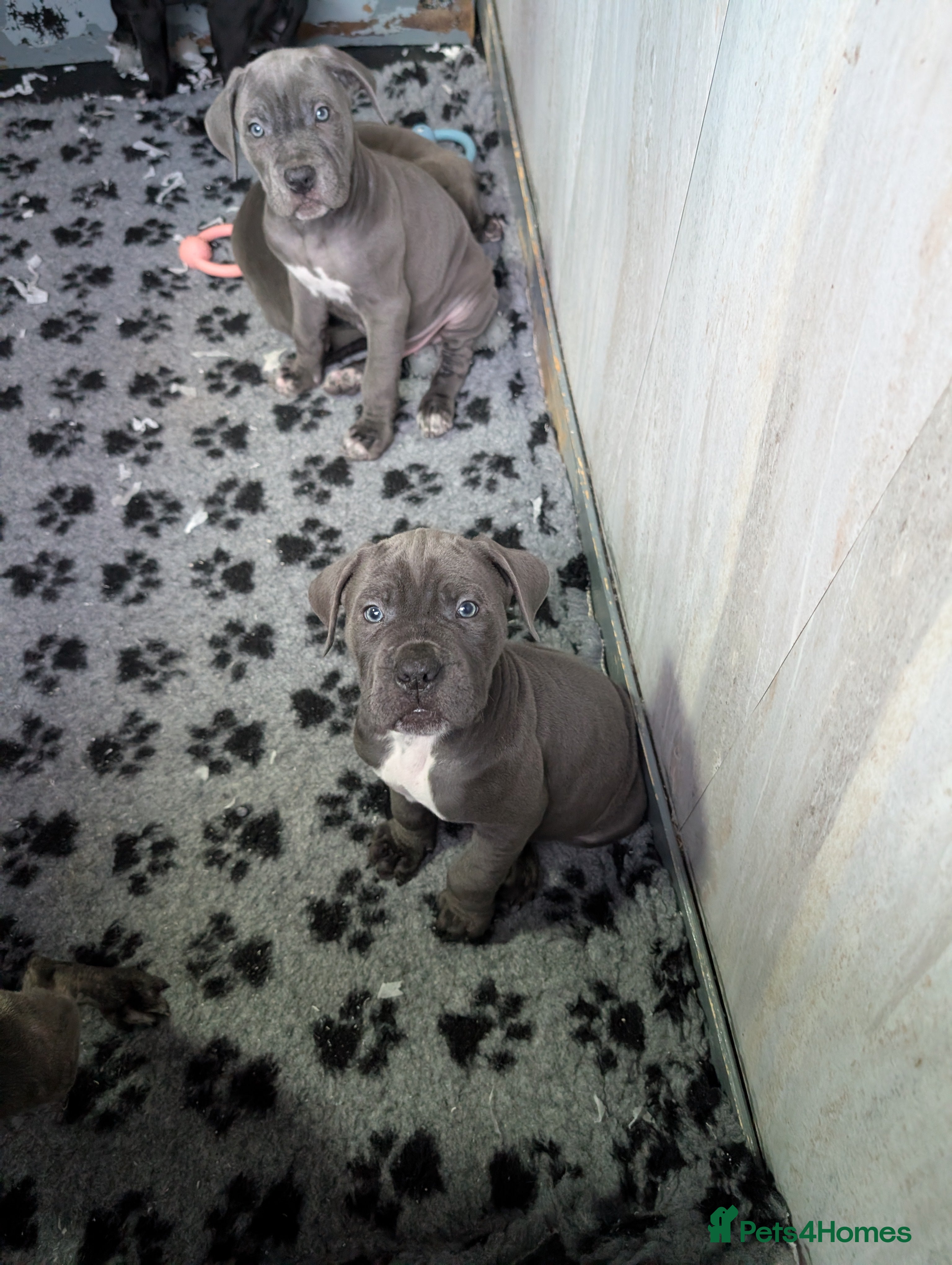 Cane Corso dogs Cane corso puppies  - Advert 9