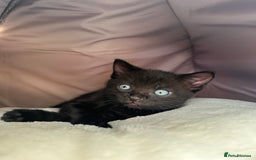 Mixed Breed cats for sale: Adorable mixed breed kittens for sale  - Image 24