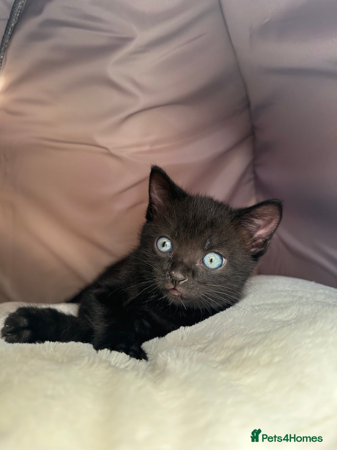 Mixed Breed cats for sale: Adorable mixed breed kittens for sale  - Image 24