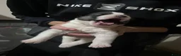 Huskita dogs for sale: 5 beautiful Huskita  - Advert 11