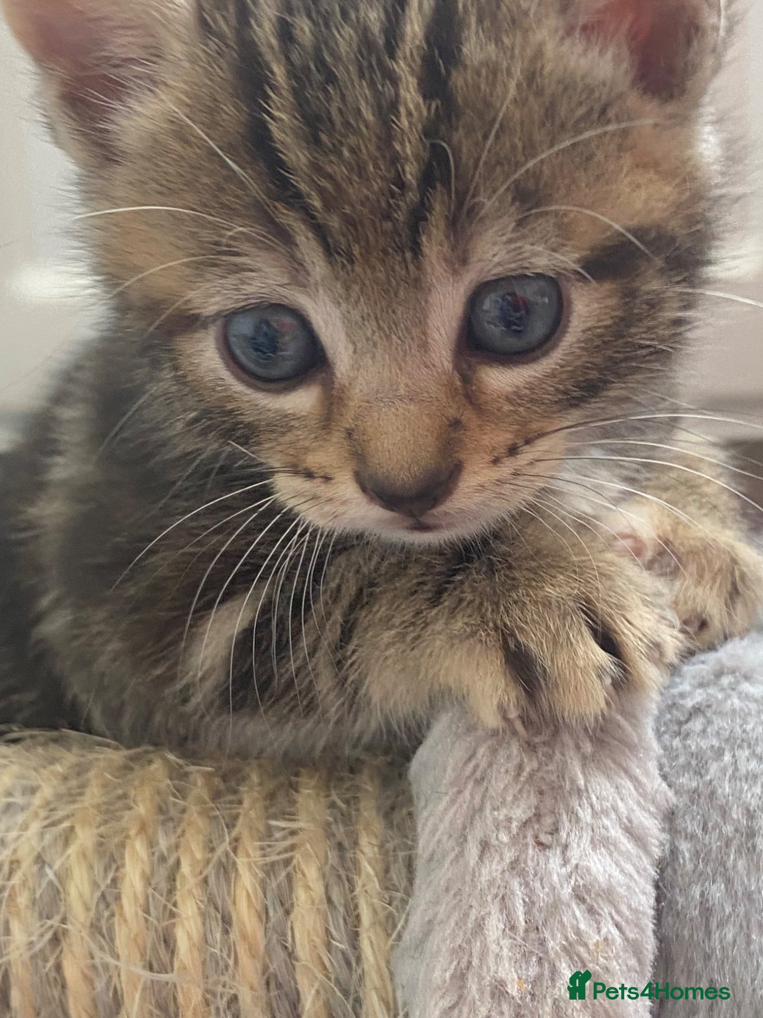 Mixed Breed cats Last two female bengal x ASH x Bombaykittens 🐱 - Advert 3