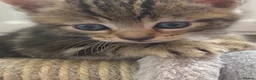 Mixed Breed cats for sale: Last female bengal x ASH x Bombaykittens 🐱 - Advert 6