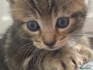 Mixed Breed cats Last two female bengal x ASH x Bombaykittens 🐱 - Advert 3