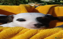 Jack Russell dogs for sale: Jack Russell pups - Advert 3
