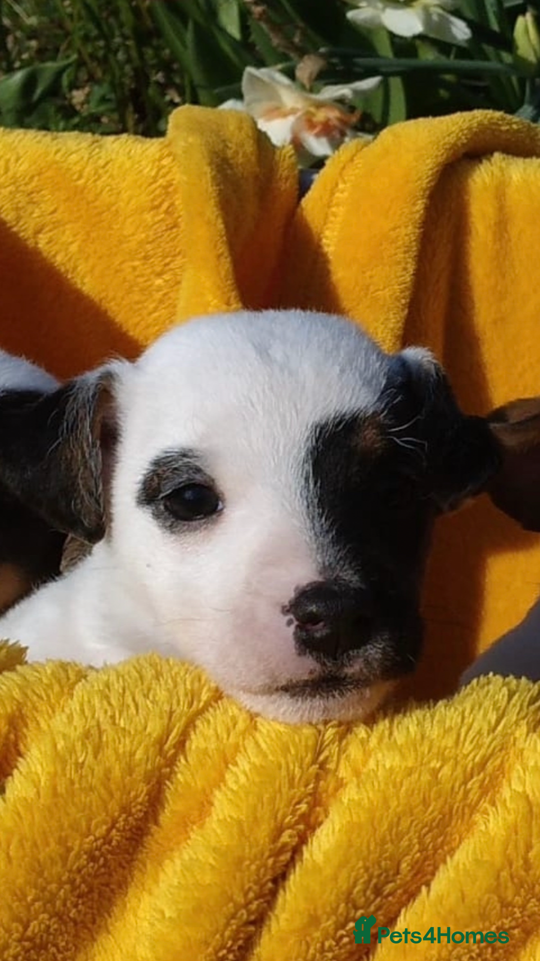 Jack Russell dogs for sale: Jack Russell pups - Advert 3
