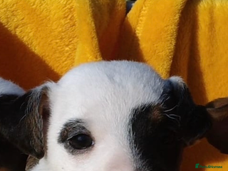 Jack Russell dogs for sale: Jack Russell pups - Advert 1