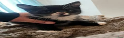 Mixed Breed cats for sale: 3 Loving Domestic Kittens waiting for loving homes in Stoke-on-Trent - Advert 5